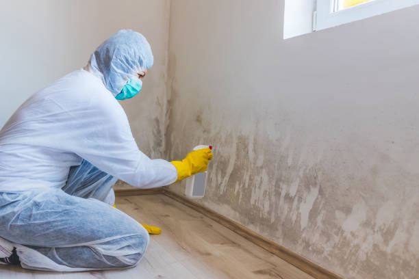 Licensed Black Mold Removal service in Edgewater, NJ - WQB Mold Removal