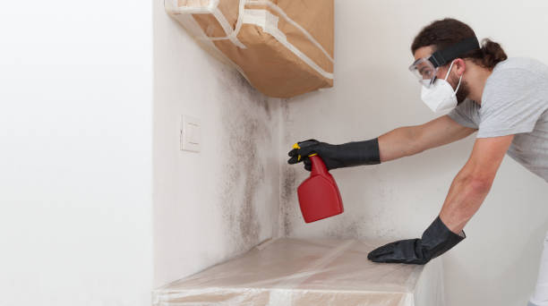 Professional Black Mold Removal technician working in Edgewater, NJ