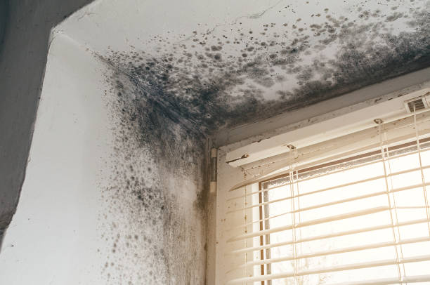 Affordable Black Mold Removal solutions in Edgewater, NJ
